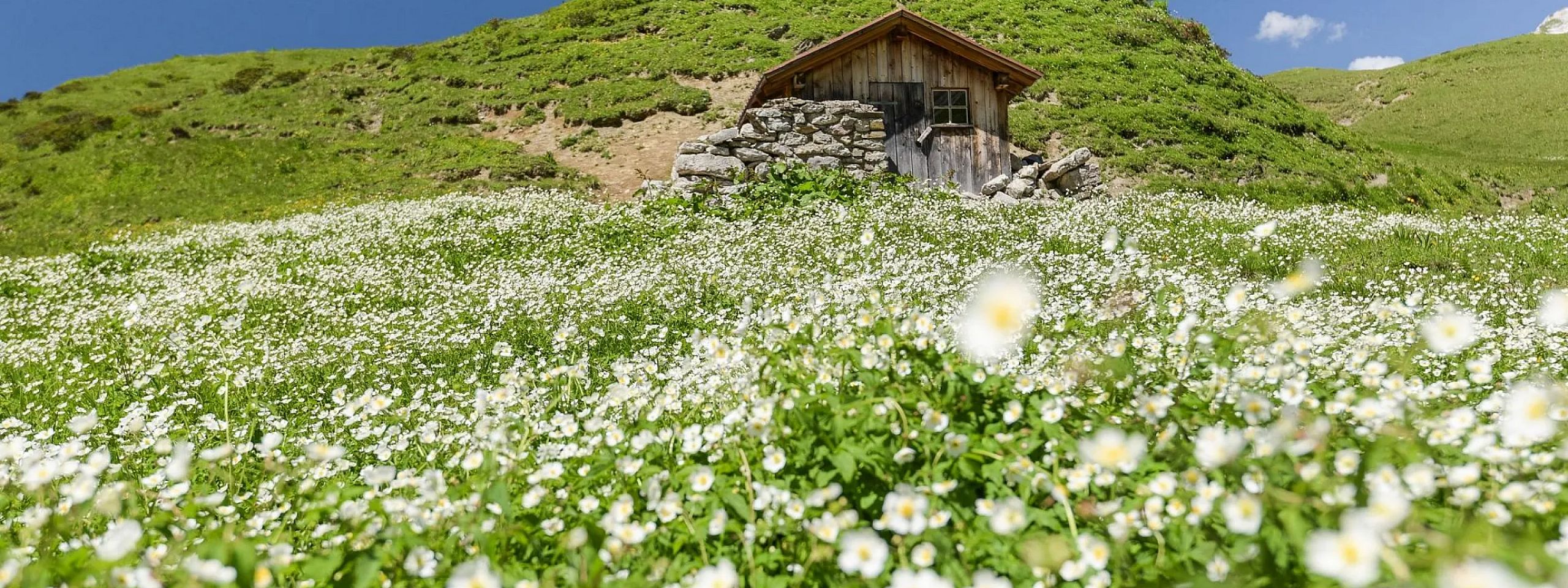 Kleine Holzhütte auf einem Hügel umgeben von einer Wiese voller blühender weißer Blumen unter klarem blauem Himmel an einem sonnigen Tag.