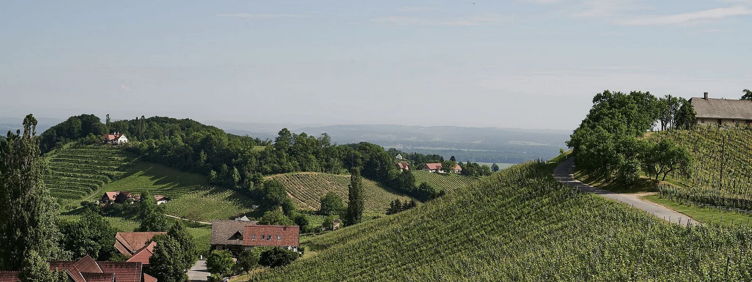 Sanfte Hügel mit Weinbergen und vereinzelten Bauernhäusern unter einem klaren blauen Himmel. Eine Straße schlängelt sich durch die grüne Landschaft.