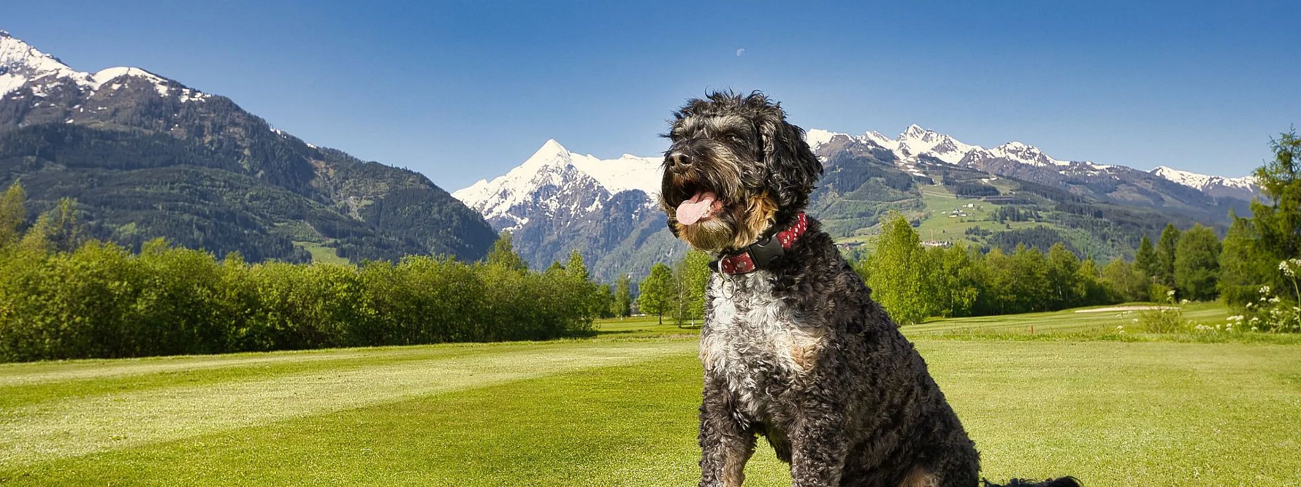 Ein schwarzer Hund sitzt auf einer grünen Wiese. Im Hintergrund sind schneebedeckte Berge und ein blauer Himmel zu sehen. Der Hund wirkt entspannt und fröhlich.