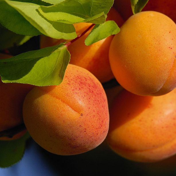 Close-up of ripe apricots on a tree with green leaves. The apricots are orange with red blushes, illuminated by sunlight, creating a warm and vibrant image.