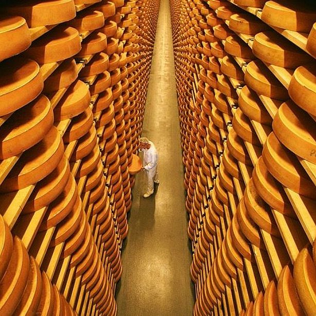 A person in a white uniform examines large cheese wheels stacked on shelves in a vast storage facility with rows of cheese.