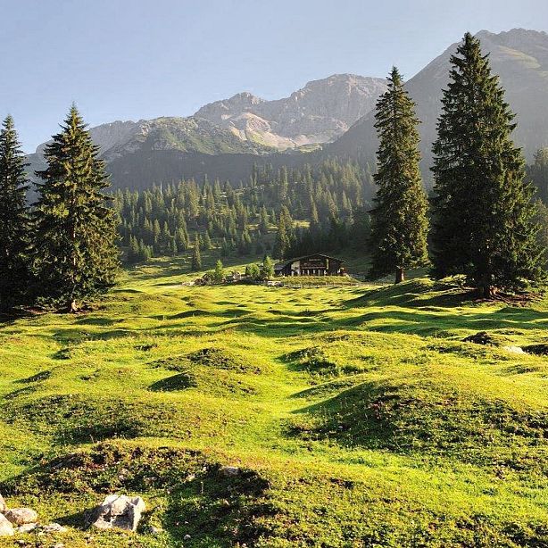A lush green meadow with rolling hills and scattered pine trees under a clear blue sky and mountain backdrop, creating a tranquil alpine landscape.