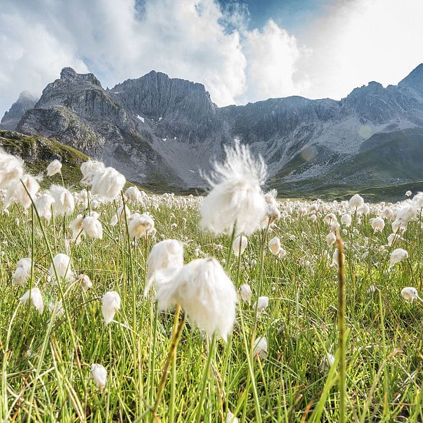 A field of white cotton-like flowers under a clear sky with mountains in the background, capturing a serene natural landscape.
