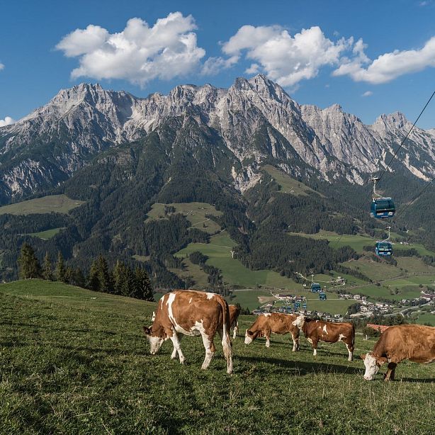 Cows graze on a green meadow with towering mountains in the background and a cable car moving across the sky.