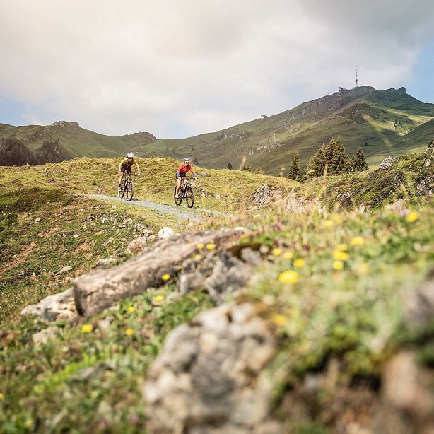 Zwei Personen fahren mit Mountainbikes auf einem schmalen Pfad durch eine grüne, hügelige Landschaft mit Bergen im Hintergrund an einem sonnigen Tag.