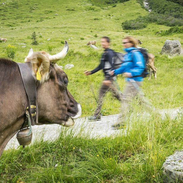 Two hikers in motion on a trail with a cow in the foreground. The scene is set in a lush, grassy alpine landscape.