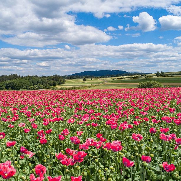A field of vibrant red flowers under a blue sky with white clouds. Green hills and trees are visible in the background, creating a serene, natural setting.