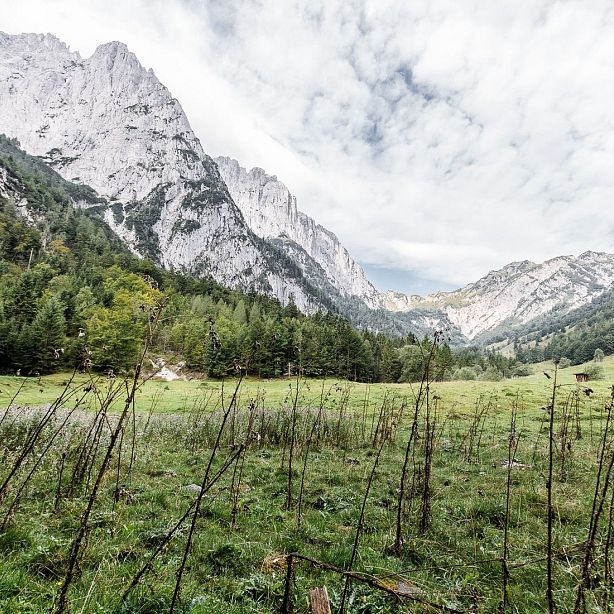 Ein malerisches Bergpanorama mit grasbewachsener Wiese im Vordergrund, umgeben von dichten Wäldern und imposanten, schneebedeckten Gipfeln unter bewölktem Himmel.