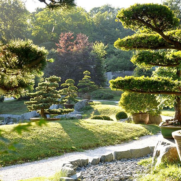 A serene Japanese garden with neatly trimmed pine trees and soft sunlight filtering through, creating a peaceful and lush landscape.