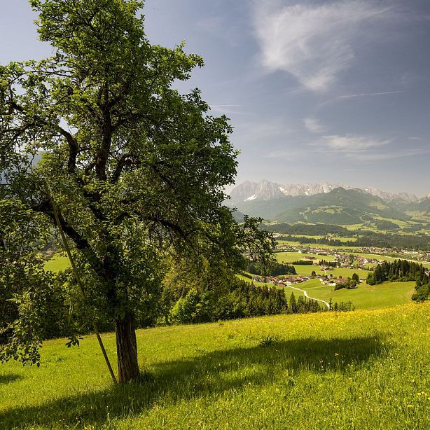 Landschaft mit einem großen Baum im Vordergrund, grünen Feldern, kleinen Dörfern im Tal und Bergen im Hintergrund unter blauem Himmel mit leichten Wolken.