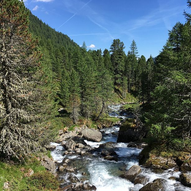 A clear mountain stream flows through lush pine trees under a bright blue sky, creating a serene and picturesque landscape.