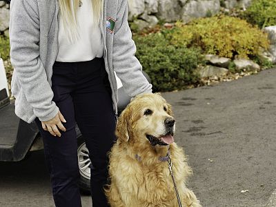 A woman in a grey jacket pets a golden retriever sitting on a pavement, surrounded by greenery. The dog looks content and relaxed.