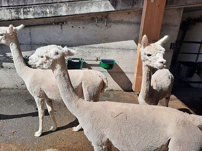 Three freshly shorn alpacas with light fur stand together in an outdoor pen. A concrete wall and green feeding containers are visible in the background.