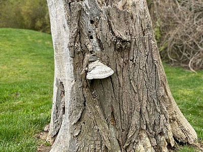 Tree trunk with a fungal growth protruding from the bark, set against a backdrop of green grass and shrubs.