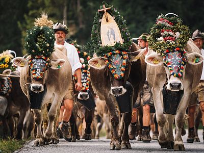 almabtrieb-1867zillertaltourismus-josef-unterlercher-3
