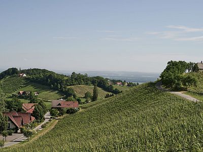Rolling hills covered in vineyards with scattered red-roofed houses, under a clear blue sky, creating a peaceful rural landscape.