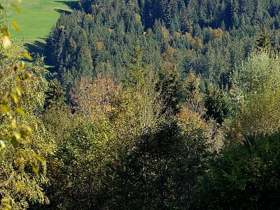A dense forest with trees in green and autumn colors extending to the horizon under a clear sky. Light and shadows play through the foliage.
