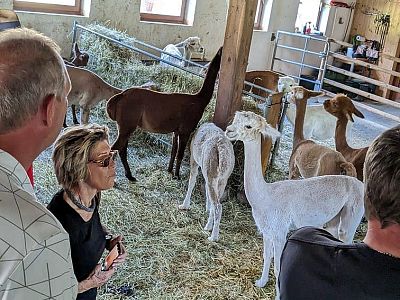 A group of alpacas stand in a barn with hay, surrounded by people observing them. The alpacas are various colors, and the setting appears calm and friendly.