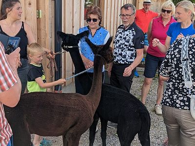 A child holds an alpaca's leash at a farm, surrounded by adults smiling and taking photos. The alpacas are black and brown.