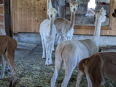 Group of alpacas in a wooden barn, some facing forward, standing on straw-covered ground. The serene setting is indoors with wooden walls.