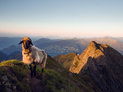 wow-510a5123zillertaltourismus-tomklocker-3