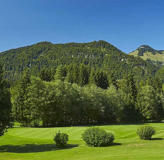 A lush green field with bushes, surrounded by dense forest and mountains under a clear blue sky. The scene is peaceful and beautiful.
