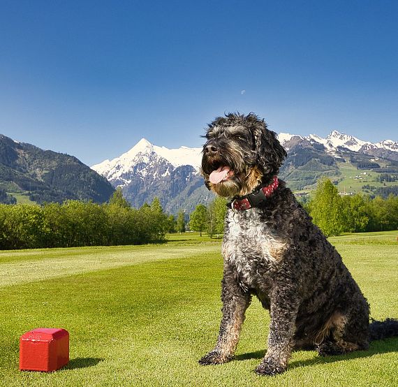 A fluffy dog on a grassy field with snow-covered mountains and blue sky in the background, and a red cube toy on the ground.