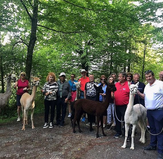 A group of people walking with alpacas on a forest path, surrounded by green trees and foliage, enjoying the outdoor scenery.