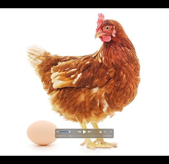 Brown chicken stands beside a brown egg on a white background, provoking the classic question of which came first.
