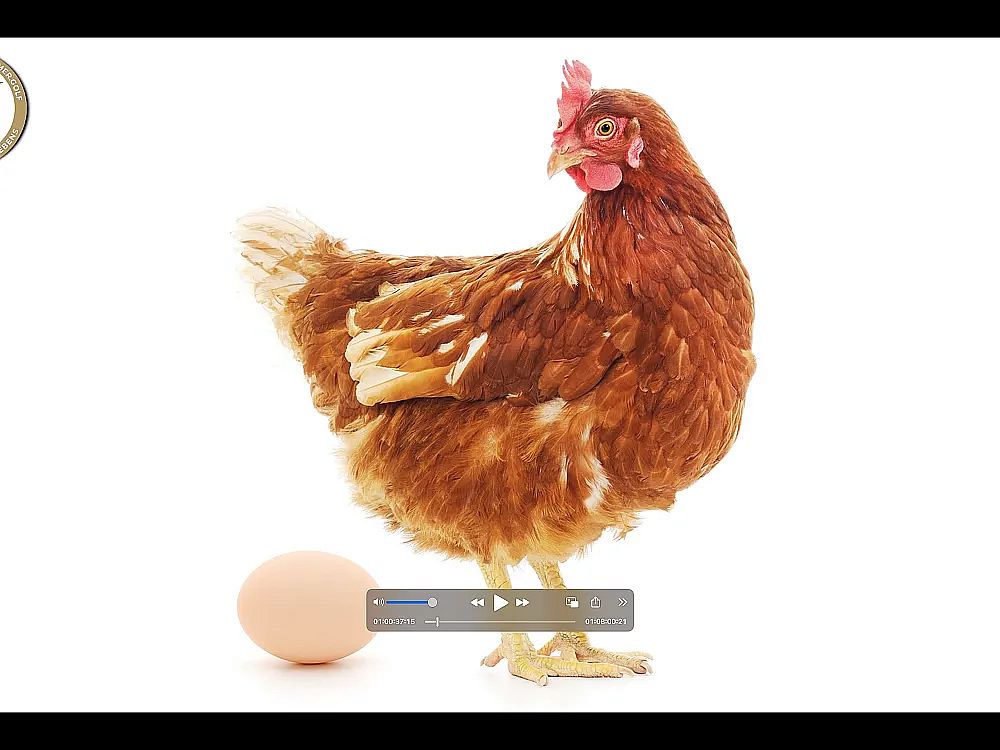 Brown chicken stands beside a brown egg on a white background, provoking the classic question of which came first.