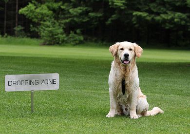 Golfurlaub mit dem Hund