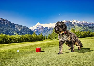 A golfing vacation with your dog